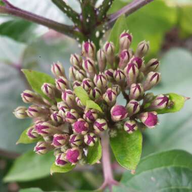 Clerodendrum bungei