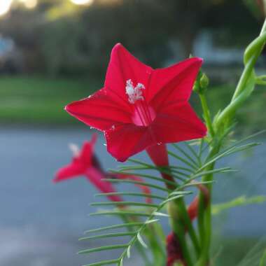 Ipomoea quamoclit  syn. Quamoclit pennata