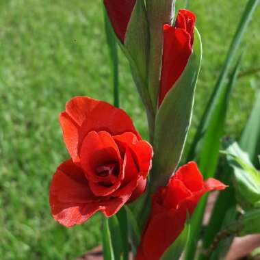 Gladiolus