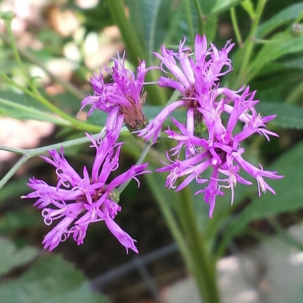 plant image 1149357