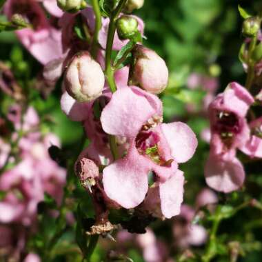 Angelonia