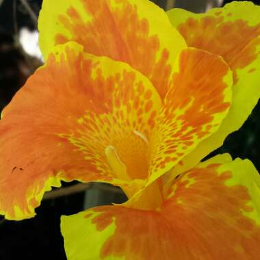 Canna 'Cleopatra' syn. Canna 'Yellow King Humbert', Canna 'Harlequin'