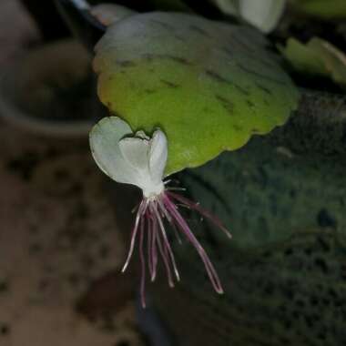 Kalanchoe Gastonis-bonnieri