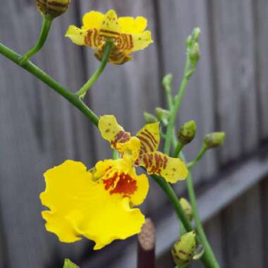 Oncidium Orchid