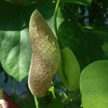 Aristolochia Elegans