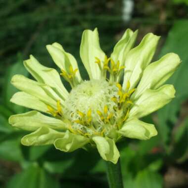 Zinnia elegans 'Envy' syn. Zinnia elegans 'Green Envy'