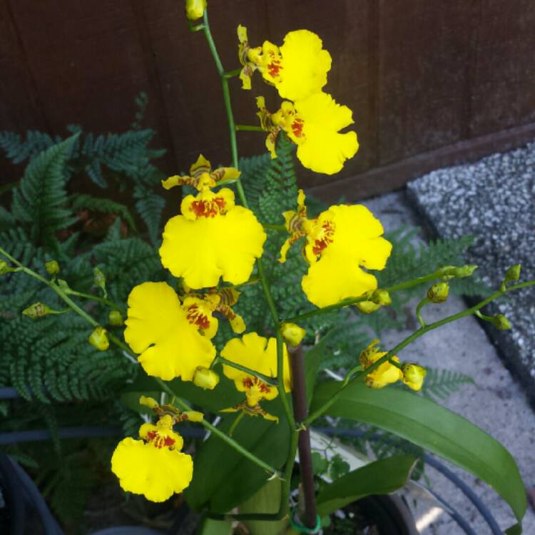 Plant image Oncidium Orchid