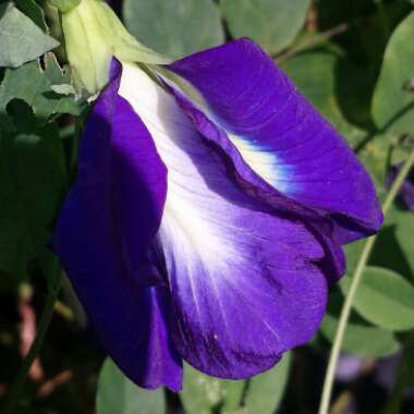 Clitoria ternatea