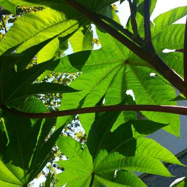 Ricinus communis