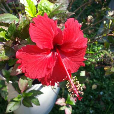 Hibiscus Rosa-Sinensis 'Red Hot'