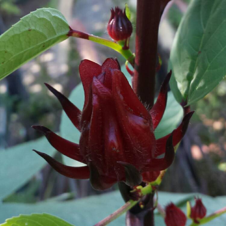 Plant image Hibiscus sabdariffa