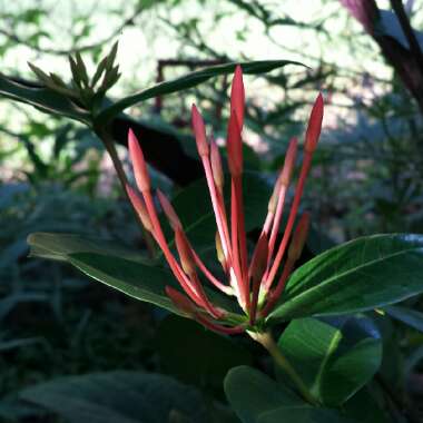 Ixora