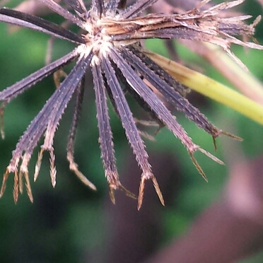 Bidens pilosa