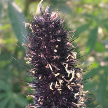 Pennisetum glaucum 'Purple Baron'