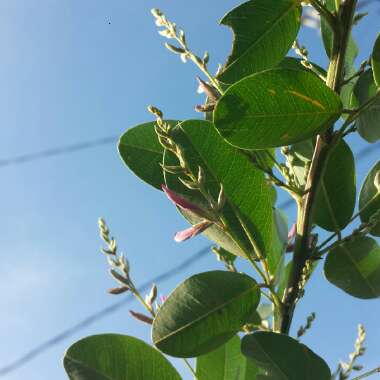 Lespedeza Thunbergii