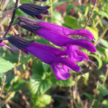 Salvia 'Amistad'