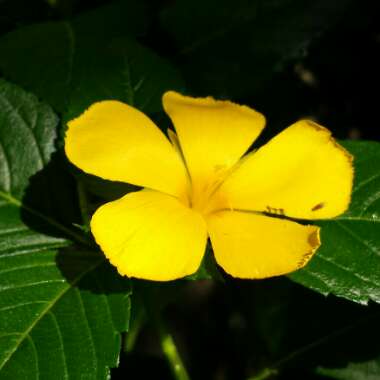 Turnera ulmifolia