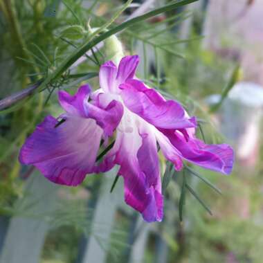 Ipomoea Hybrid