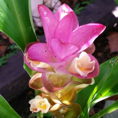 Curcuma