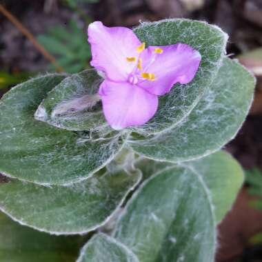 Tradescantia sillamontana