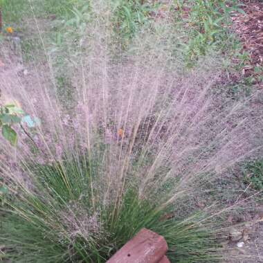 Muhlenbergia Capillaris