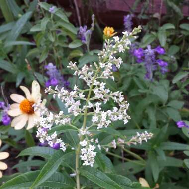 Aloysia citrodora syn. Aloysia triphylla