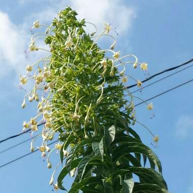 Clerodendrum trichotomum