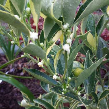 Citrus Japonica