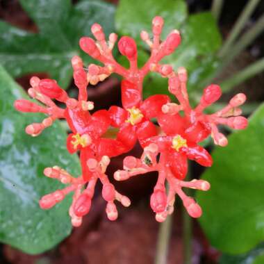 Jatropha Podagrica