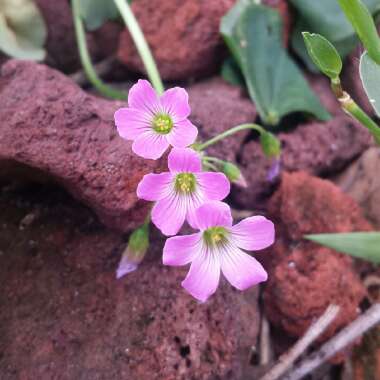 Oxalis