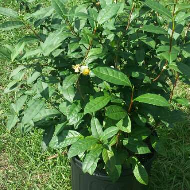 Camellia sinensis