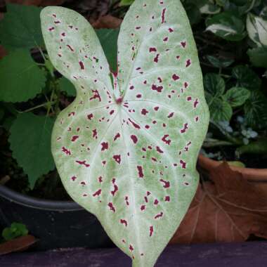 Caladium hortulanum 'Miss Muffet'