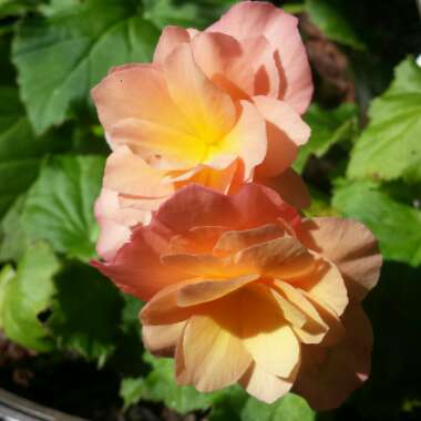 Begonia (Tuberous)