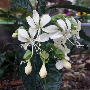 Clerodendrum wallichii