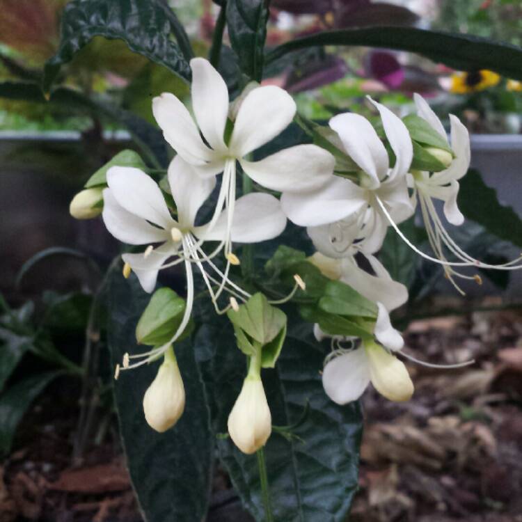 Plant image Clerodendrum wallichii