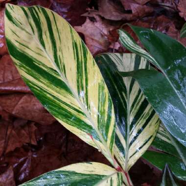 Alpinia zerumbet 'Variegata'