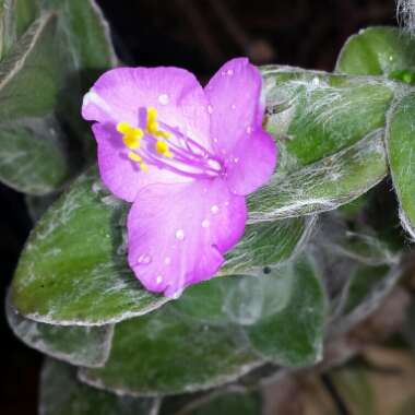 Tradescantia sillamontana