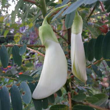 Sesbania grandiflora