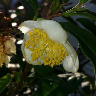 Camellia sinensis