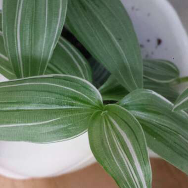 Tradescantia fluminensis 'Albovittata' syn. Tradescantia albiflora 'Albovittata'