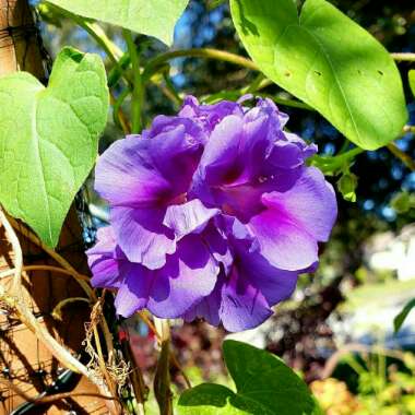 Ipomoea