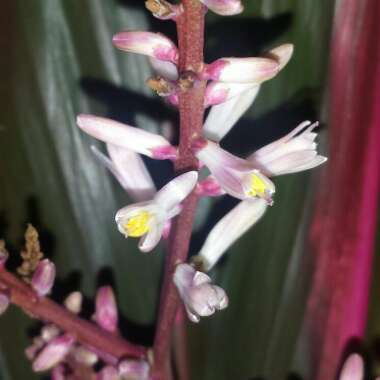 Cordyline fruticosa