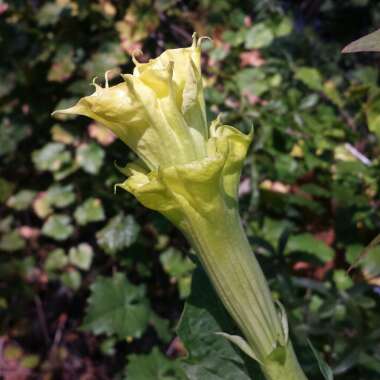 Datura