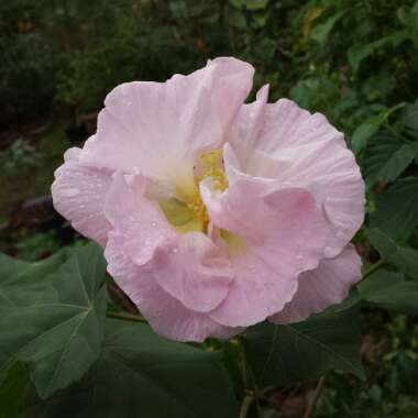 Hibiscus Mutabilis