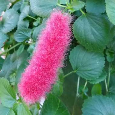 Acalypha pendula