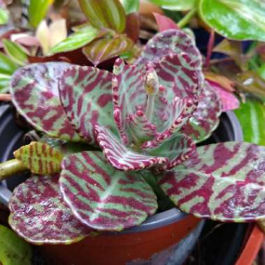 Kalanchoe Humilis