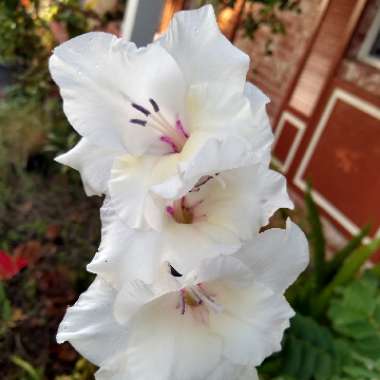 Gladiolus