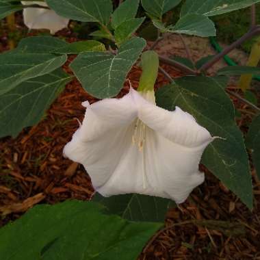 Datura stramonium