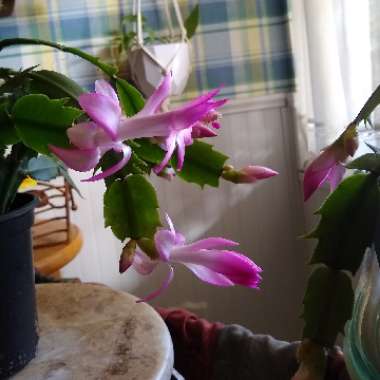 Schlumbergera truncata