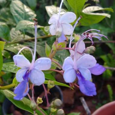 Clerodendrum myricoides 'Ugandense'